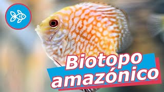 BIOTOPO del AMAZONAS · PECES para ACUARIO amazónico [upl. by Fawcette]