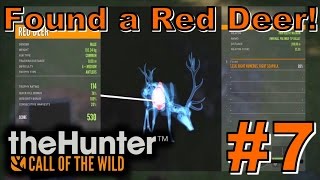 Found a Red Deer  theHunter Call of the Wild 2017 [upl. by Swarts]