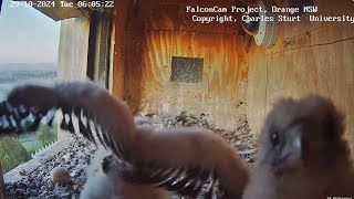 FalconCam Project 🐥🐥Chicks Suddenly Gigantic Rambunctious amp Curious 🎢 2024 Oct 29 [upl. by Ferna]