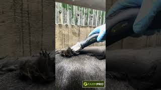 FarmPro Cordless Cattle Clipper 3 [upl. by Nosemyaj]