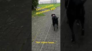 Saarländische Weisheiten 82  Net eijere losse￼ [upl. by Enid43]