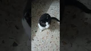 tierno maullido de gato adulto con voz de cachorro y mirada profunda de bebé  salud gente  💞💋💜🖤💞 [upl. by Nosam]