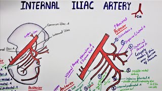 Internal Iliac Artery  Hypogastric Artery [upl. by Kehoe]