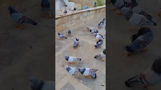 armash 👀 birds 🕊️ Tv pigeonkabootar pigeon kabootar [upl. by Leinod]