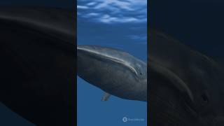 Datos increíbles de ballenas en 1 minuto [upl. by Barber]