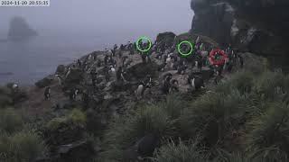 TawakiCam  Erectcrested penguins in Anchorage Bay Antipodes Island [upl. by Silliw]