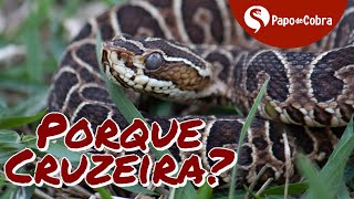 Urutu Cruzeiro ou Cruzeira  Porque tem esse nome  Papo de Cobra [upl. by Huebner65]