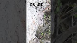 바위종다리 도착 Alpine accentor birds birdwatching [upl. by Eldoree]