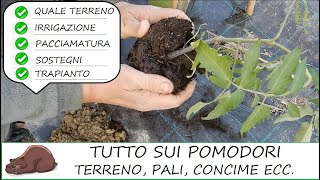 COME COLTIVARE I POMODORI terreno concime irrigazione pacciamatura sostegni e trapianto [upl. by Janicki]