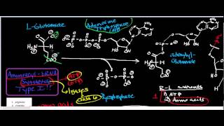 Aminoacyl tRNA Synthetase Class I Physiology Biochemistry and Mechanism [upl. by Reahard]