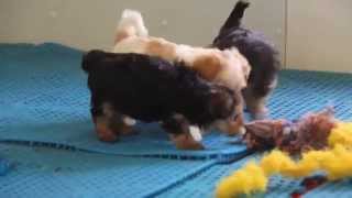 Morkie Poo Puppies For Sale [upl. by Ramled]