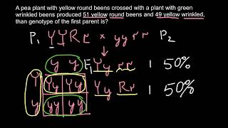 Simple Mendelian genetics problem [upl. by Grimonia146]