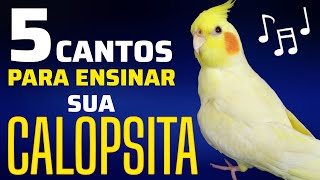 5 MELODIAS para INSTRUIR sua CALOPSITA Treine seu PET e Desfrute de seus novos CANTOS [upl. by Sinnal]