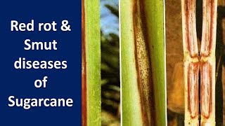 How to manage Red rot amp Smut diseases of Sugarcane Saccharum spp [upl. by Naawaj431]