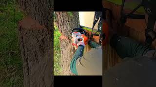 Boring Into a Tree With a Chainsaw [upl. by Rein]