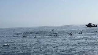 Raining Gannets and Dolphins Feeding [upl. by Anirbys]