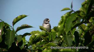 Coleirinha Sporophila caerulescens [upl. by Shawn329]