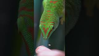 You Wont Believe What Geckos Can Do With Their Tails [upl. by Nillek793]