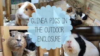 Guinea Pigs in the Outdoor Enclosure [upl. by Alisha]