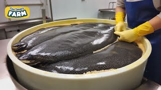 AMAZING Caviar Production How The Worlds Most Expensive Caviar is Made [upl. by Esiahc]