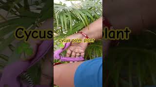 Cycus palmcycus palm care and tips gardening terracegarden shorts [upl. by Storer]