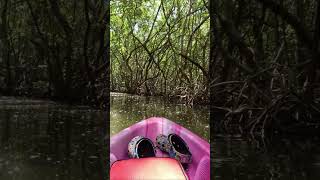 Kayaking Mangrove Tunnels Weedon Island Preserve St Petersburg Florida [upl. by Gris248]