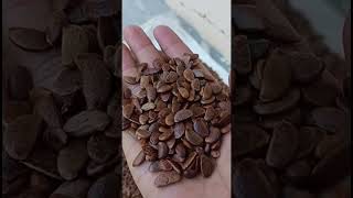 Persimmon seed  jaikisanhp  shortvideo youtube [upl. by Tilford]