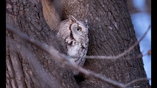 quotBrown Morphquot Screech Owl  Trilling  Flight  4K [upl. by Quitt]