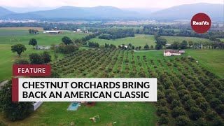 Chestnut Orchards Bring Back an American Classic [upl. by Greenlee]