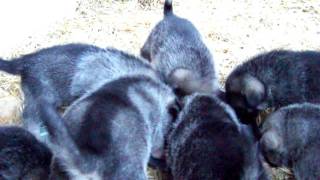 Elkhound Pups Fed Raw  Kamia Kennels 4 Weeks of Age [upl. by Alul]