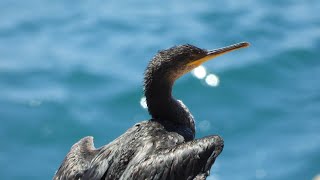 Phalacrocorax carbo El cormorán grande The great cormorant Región de Murcia [upl. by Oile]