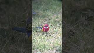 Eastern rosella Platycercus eximius [upl. by Imeka96]