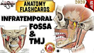 INFRATEMPORAL FOSSA amp TM JOINT l HEAD AND NECK SERIES 2020 l FLASHCARDS l ANATOMY RAPID REVIEW [upl. by Aenel597]