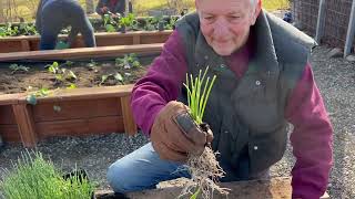 Onions  Seed Start to Planting [upl. by Esten]