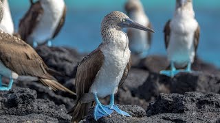 Galapagos animals galápagos animals nature [upl. by Derian]