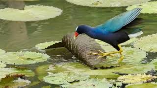 Purple Gallinule hunting [upl. by Moskow614]