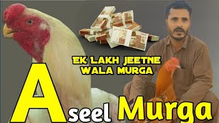 Aseel murge ka shoqeen  Aseel murga  Murge ka shoq [upl. by Danny276]