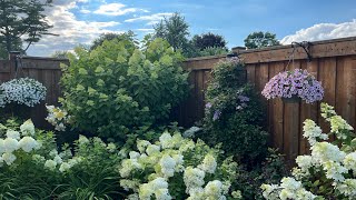 How I prune my clematis group 2 and alyssum plants to get them to rebloom  End July 2022 [upl. by Stacey]