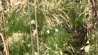 Sarracenia Spiketail Texas  new species to Science [upl. by Ahar270]