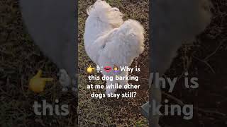 👉🐕🐩🤷‍♂️Why is this dog barking at me so scary 😟 [upl. by Coucher]