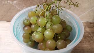 Muscat Grapes Taste Test And Review [upl. by Notelrahc]