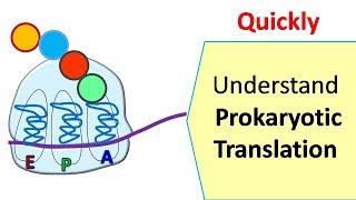 Translation in prokaryotes  Protein synthesis in prokaryotes [upl. by Nerrual63]