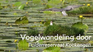 Vogelwandeling door Polderreservaat Kockengen 1285 [upl. by Lubbi]