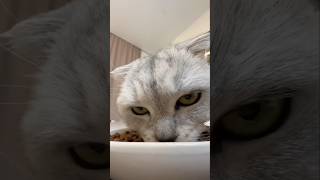 When the cat troubled the mistress by repeatedly asking for food cat youtubeshorts [upl. by Zebada566]