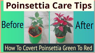 Poinsettia Care  How To Convert Poinsettia Green to Red colour [upl. by Obadiah]