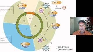 Cinelecture 67b  The Cell Cycle and Cancer Tumor Suppressor Genes [upl. by Sutelc649]