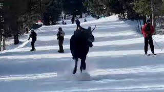 Massive Moose Chases Skiers Going Down Slope [upl. by Barram]