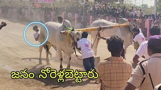 edla pandalu in mellacheruvu jathara  New trend bulls  Gunti nagaraju [upl. by Giarla]