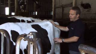 Rumen Scoring Dairy Cows [upl. by Catherina663]