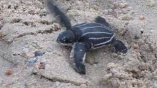 Baby leatherback turtle hatchlings make their way to the sea [upl. by Hashum]